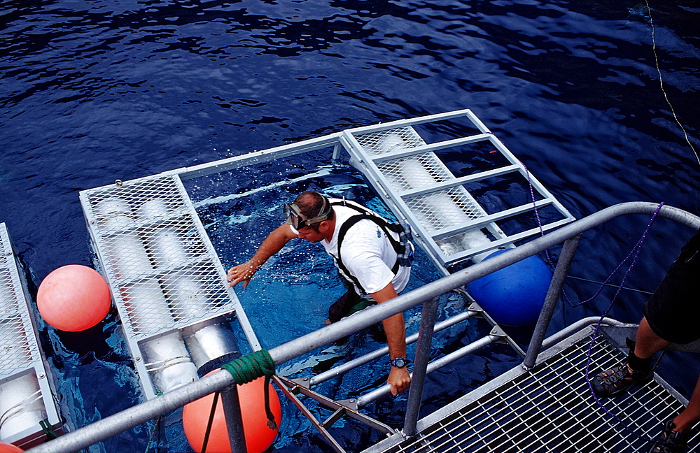 Diver climbs in shark cage, Guadalupe, Mexico, Pacific ocean, North America