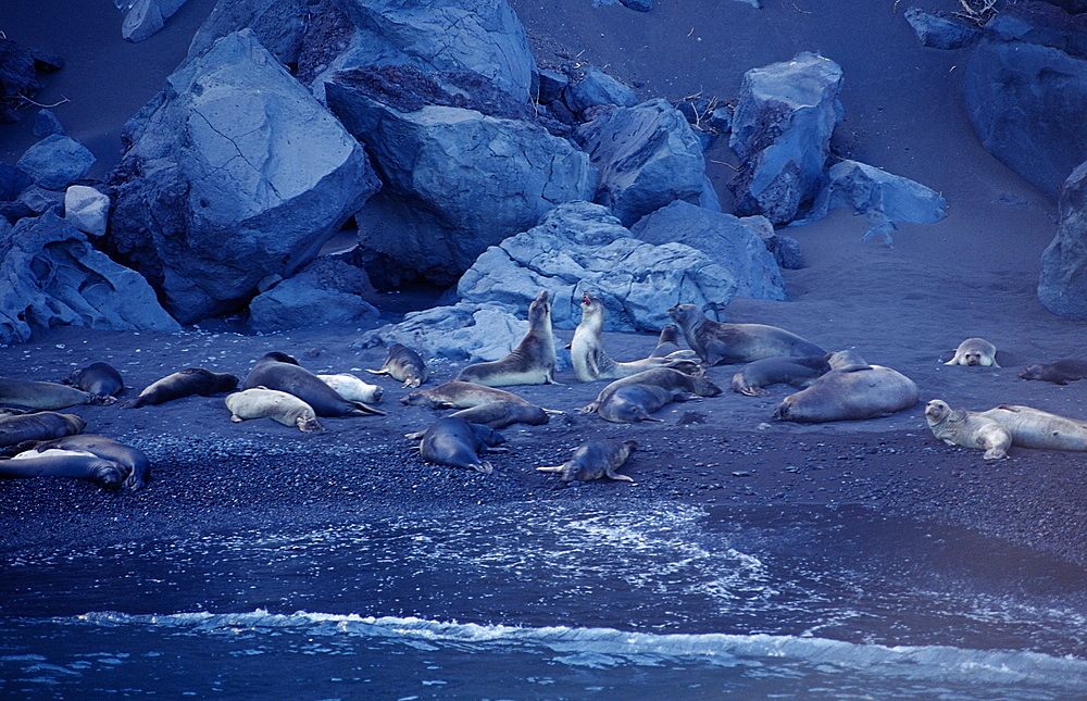 Northern elephant seal (Mirounga angustirostris), Guadalupe, Mexico, Pacific Ocean, North America