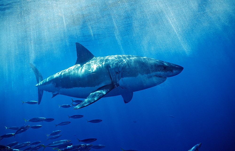 Great white shark (Carcharodon carcharias), Farallon Island, San Francisco Bay, California, United States of America, Pacific Ocean, North America