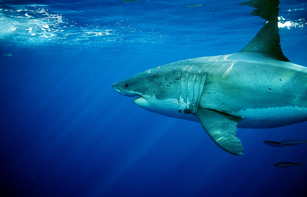 Great white shark (Carcharodon carcharias), Farallon Island, San Francisco Bay, California, United States of America, Pacific Ocean, North America