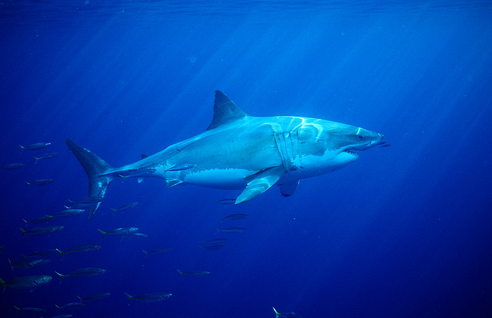 Great white shark (Carcharodon carcharias), Farallon Island, San Francisco Bay, California, United States of America, Pacific Ocean, North America