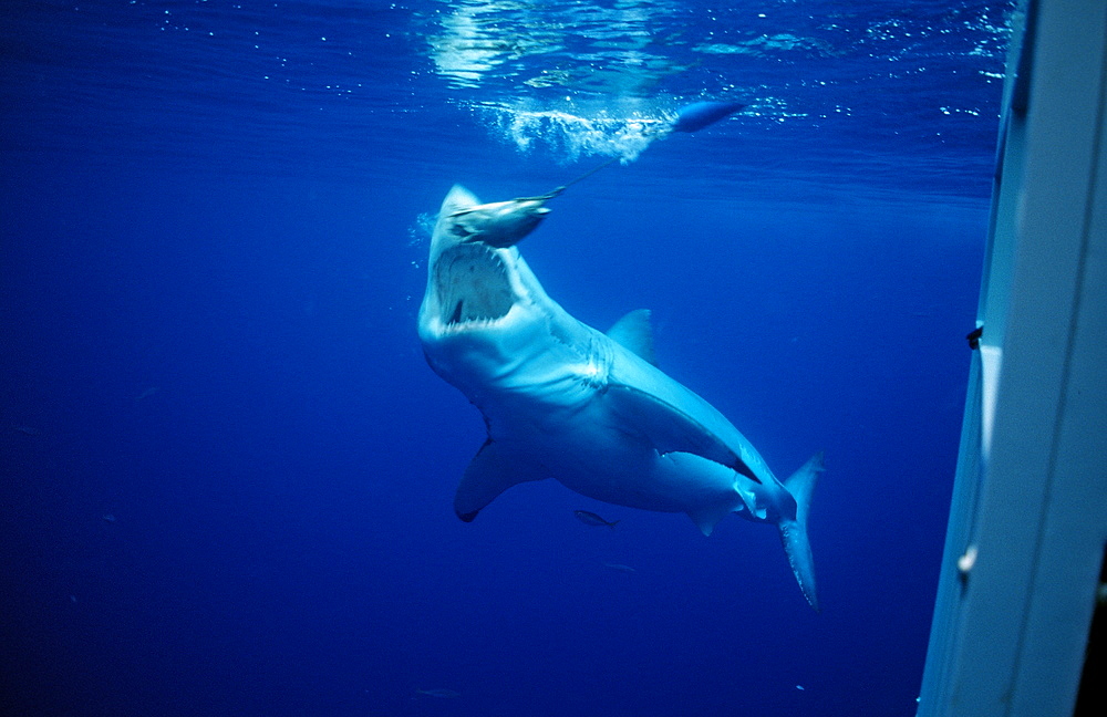 Great white shark (Carcharodon carcharias) eating fish, Farallon Island, San Francisco Bay, California, United States of America, Pacific Ocean, North America