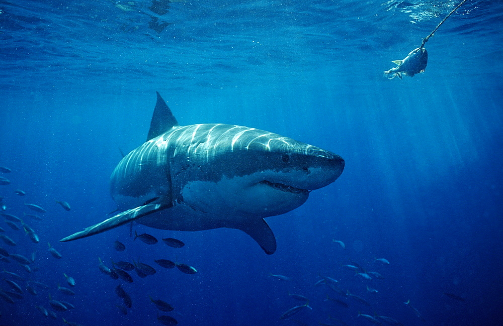 Great white shark (Carcharodon carcharias), Farallon Island, San Francisco Bay, California, United States of America, Pacific Ocean, North America