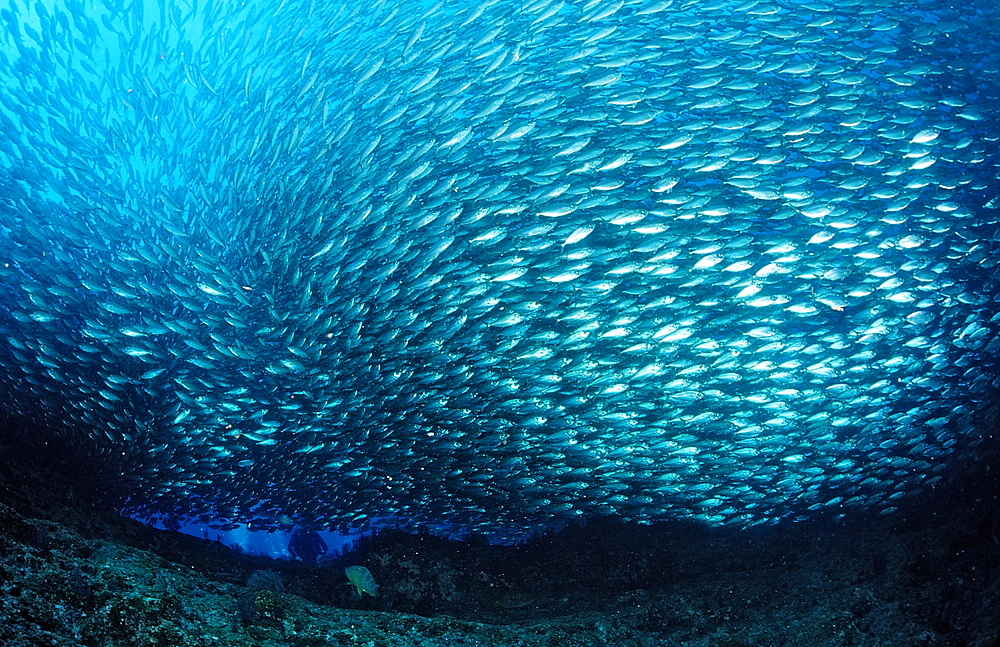 Schooling Pacific chub mackerel (Scomber japonicus), La Paz, Baja California, Mexico, Sea of Cortez, North America