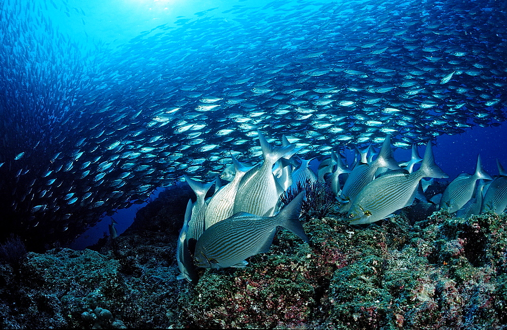 Rabbitfish (Siganus sp.) and Pacific chub mackerel (Scomber japonicus), La Paz, Baja California, Mexico, Sea of Cortez, North America