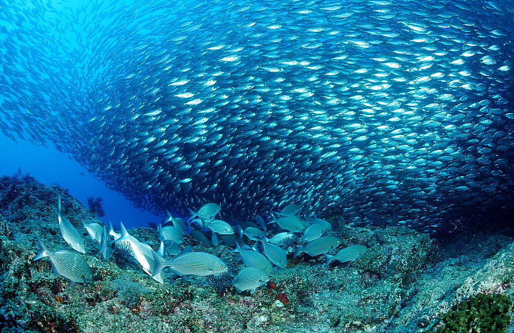 Rabbitfish (Siganus sp.) and Pacific chub mackerel (Scomber japonicus), La Paz, Baja California, Mexico, Sea of Cortez, North America