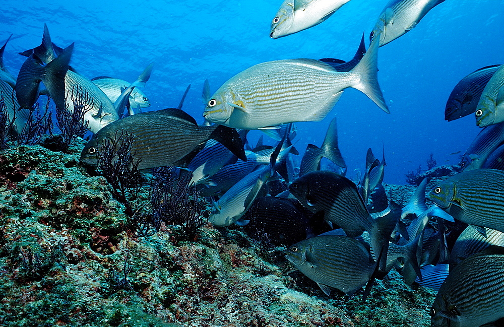 Rabbitfish (Siganus sp.), La Paz, Baja California, Mexico, Sea of Cortez, North America