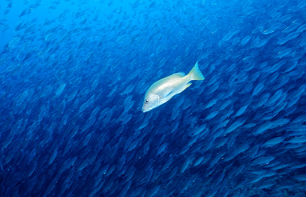 Pacific dog snapper (Lutjanus novemfasciatus) and schooling fishes, La Paz, Baja California, Mexico, Sea of Cortez, North America