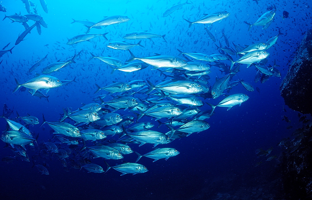 Schooling bigeye trevally (Caranx sexfasciatus), La Paz, Baja Carlifornia, Mexico, Sea of Cortez, North America