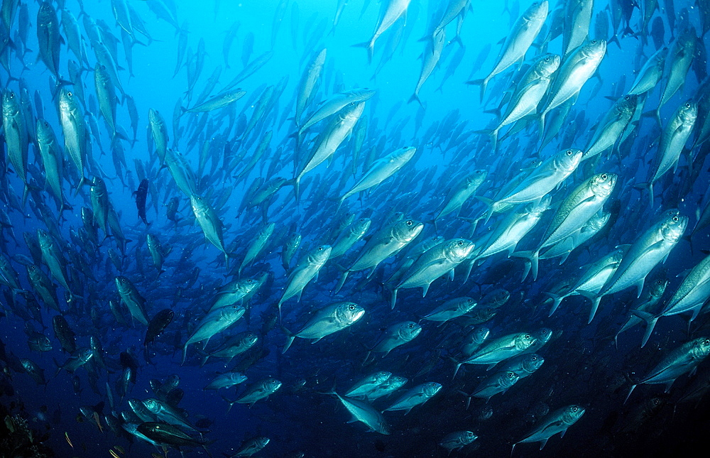 Schooling bigeye trevally (Caranx sexfasciatus), La Paz, Baja Carlifornia, Mexico, Sea of Cortez, North America