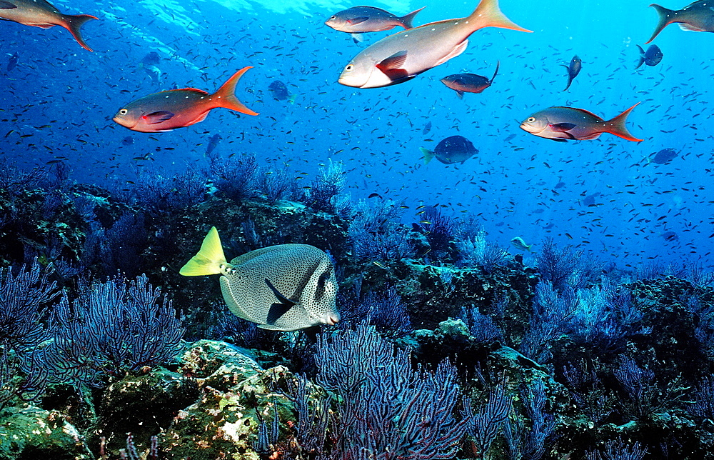 Yellowtailed surgeonfish (Prionurus laticlavius) and coral reef, La Paz, Baja California, Mexico, Sea of Cortez, North America