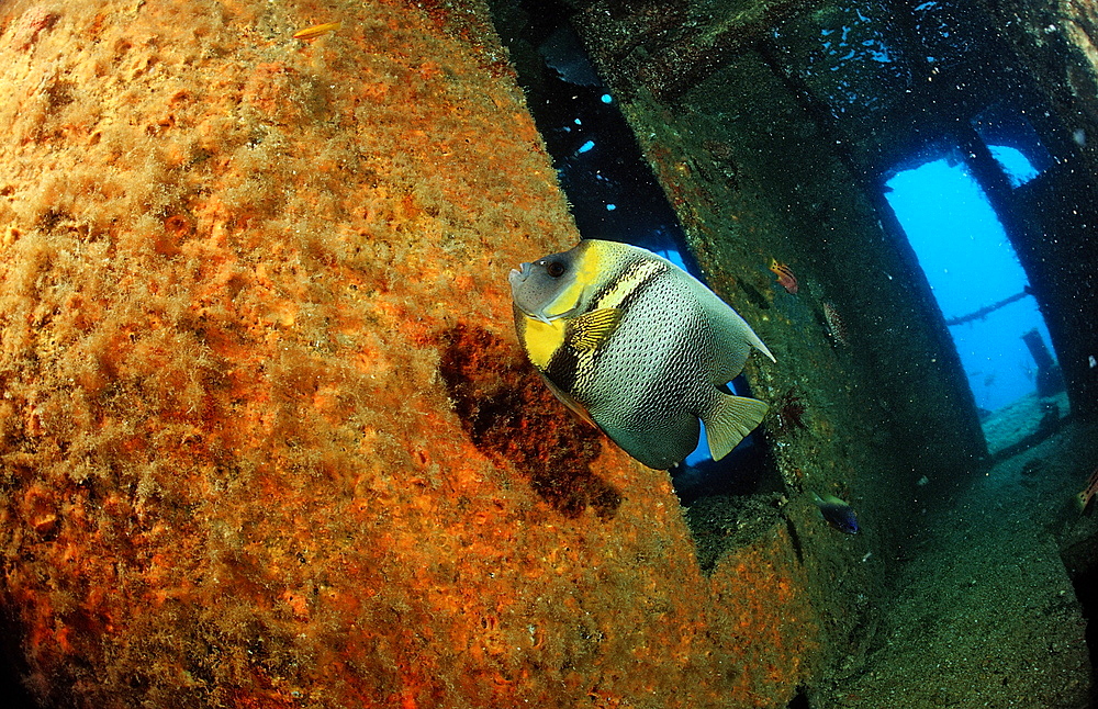 Cortez angelfish (Pomacanthus zonipectus) in ship wreck, La Paz, Baja California, Mexico, Sea of Cortez, North America