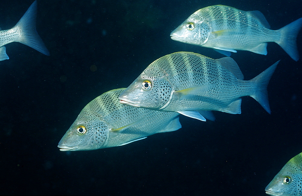 Pacific dog snapper (Lutjanus novemfasciatus), La Paz, Baja California, Mexico, Sea of Cortez, North America