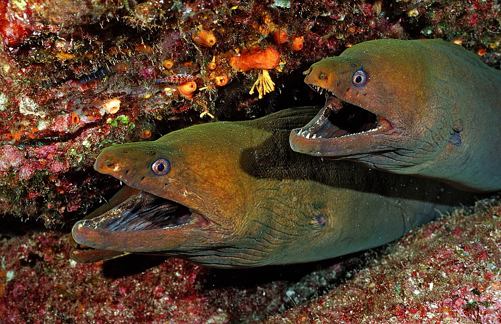 Panamic green moray eel (Gymnothorax castaneus), La Paz, Baja California, Mexico, Sea of Cortez, North America