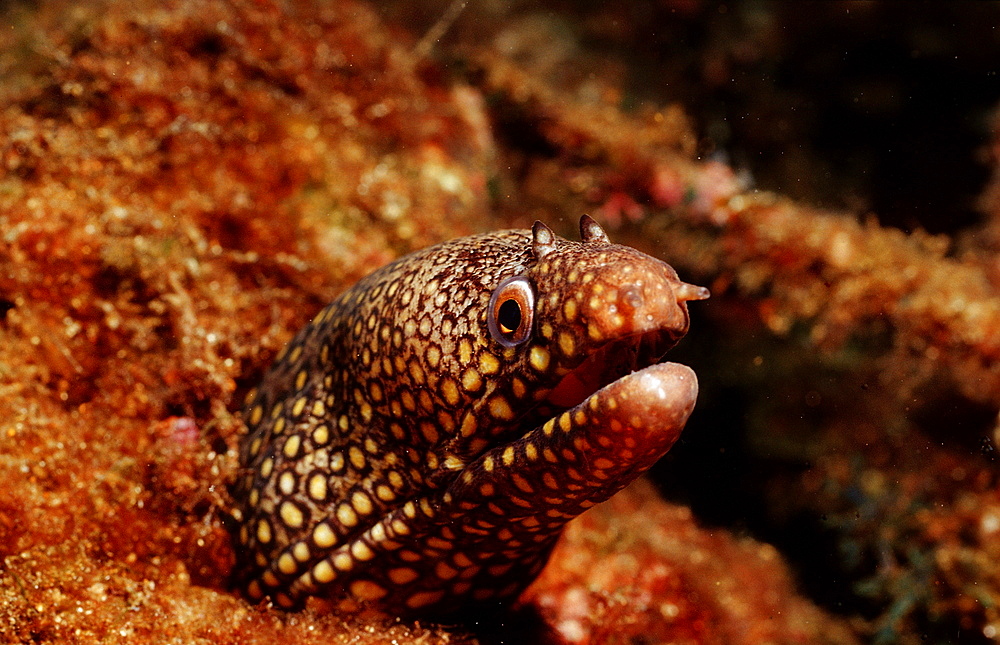 Jewel moray eel (Muraena lentiginosa), La Paz, Baja California, Mexico, Sea of Cortez, North America