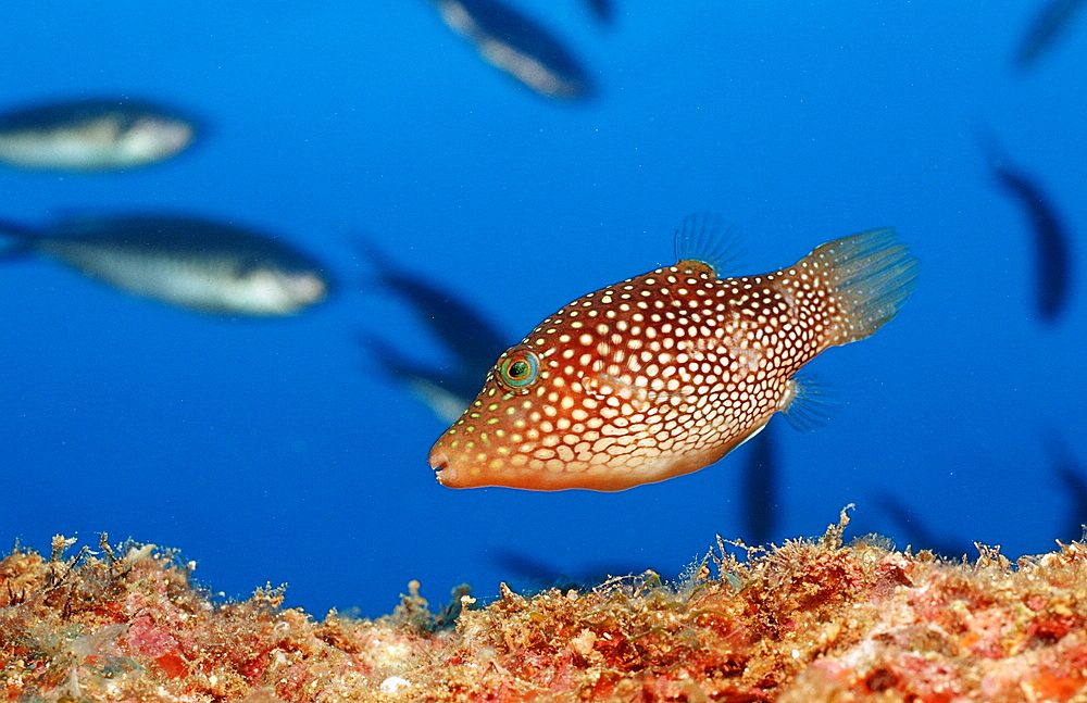 Spotted sharpnose puffer (Canthigaster punctatissima), La Paz, Baja California, Mexico, Sea of Cortez, North America