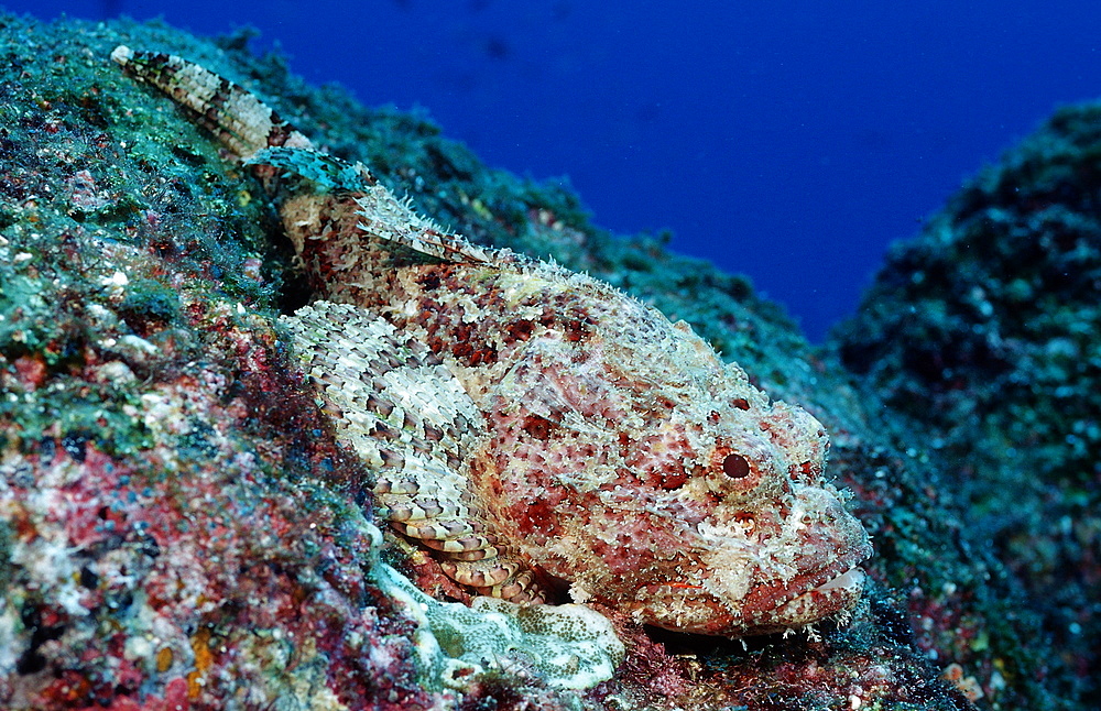 Stone scorpionfish (Scorpaena plumieri mystes), La Paz, Baja California, Mexico, Sea of Cortez, North America