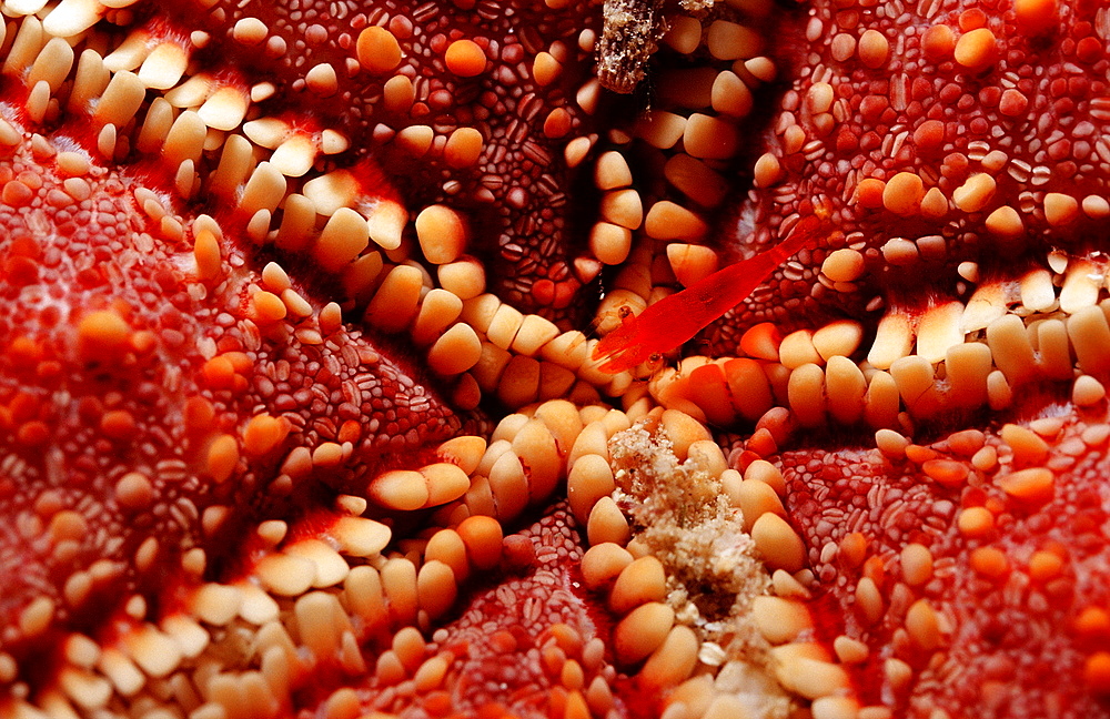 Commensal shrimp (Periclimenes soror), on a seastar, La Paz, Baja California, Mexico, Sea of Cortez, North America