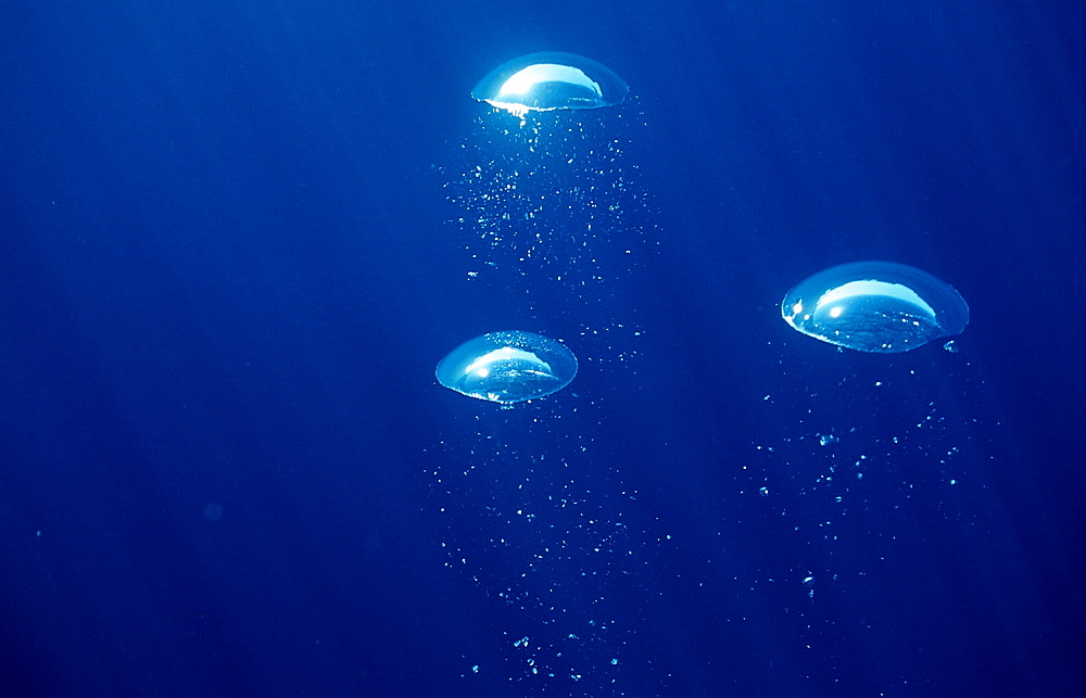 Air bubbles rising underwater, La Paz, Baja California, Mexico, Sea of Cortez, North America