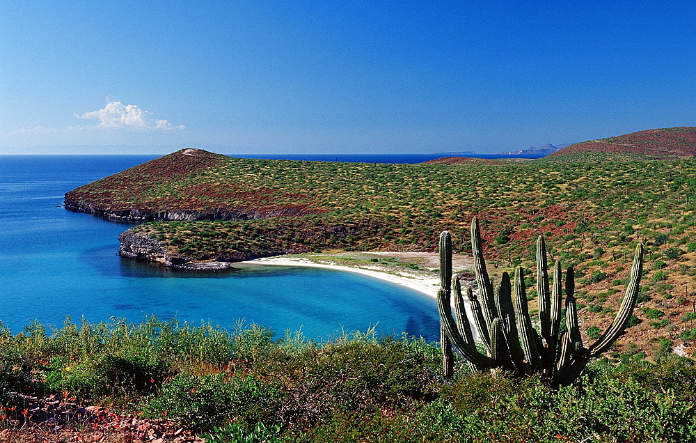 Cardon cactus (Pachycereus pringlei), on coast, La Paz, Baja California, Mexico, Sea of Cortez, North America