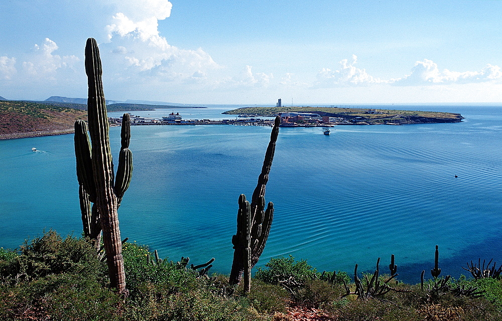 Cardon cactus (Pachycereus pringlei), on coast, La Paz, Baja California, Mexico, Sea of Cortez, North America