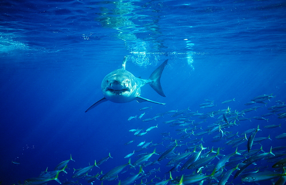 Great white shark (Carcharodon carcharias), Gansbaai, Dyer Island, South Africa, Atlantic Ocean, Africa