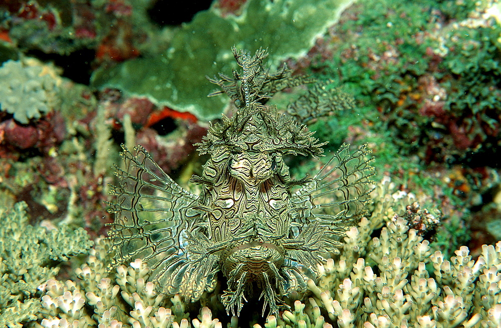 Merlet?s scorpionfish, Rhinopias aphanes, Australia, Pacific Ocean, Coral Sea