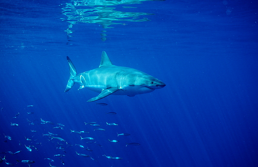 Great white shark (Carcharodon carcharias), Dangerous Reef, Neptune Island, Australia, Pacific