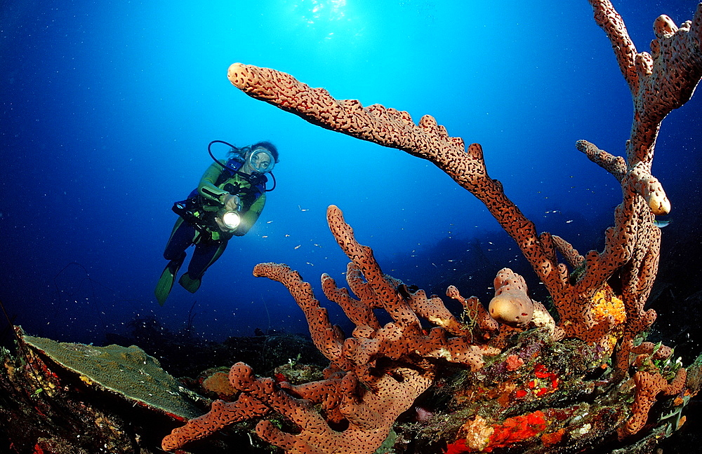 Caribbean tube sponge (Aplysinia lacunosa), Catalina, Caribbean Sea, Dominican Republic, West Indies, Central America