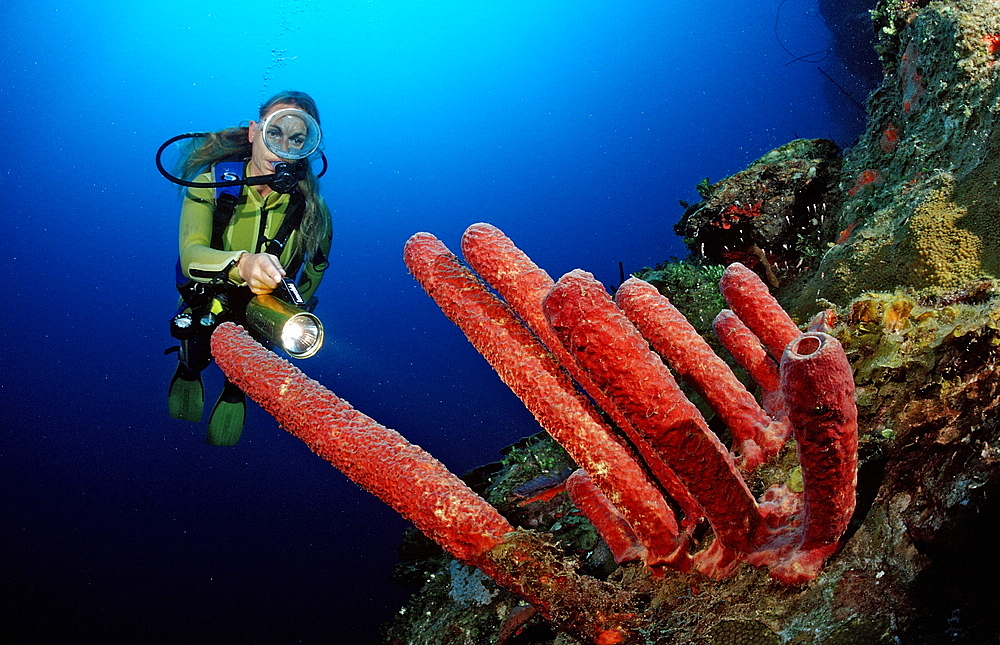 Tube sponge and scuba diver, Catalina, Caribbean Sea, Dominican Republic, West Indies, Central America