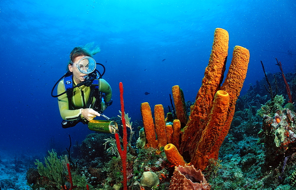 Tube sponge (Pseudoceratina crassa) and scuba diver, Catalina, Caribbean Sea, Dominican Republic, West Indies, Central America