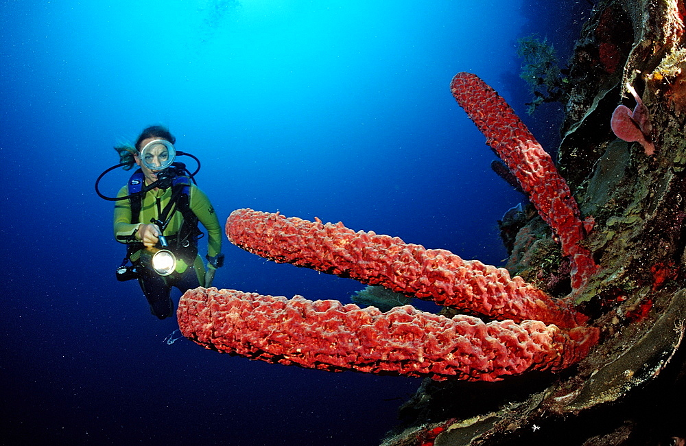 Tube sponge and scuba diver, Catalina, Caribbean Sea, Dominican Republic, West Indies, Central America