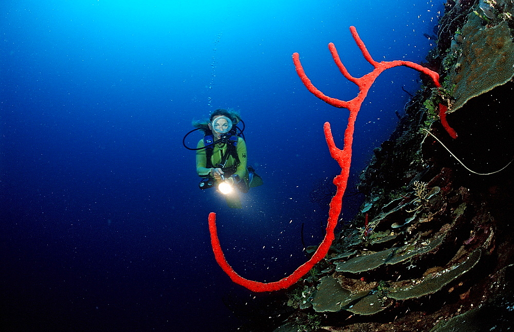 Rope sponge and scuba diver, Catalina, Caribbean Sea, Dominican Republic, West Indies, Central America