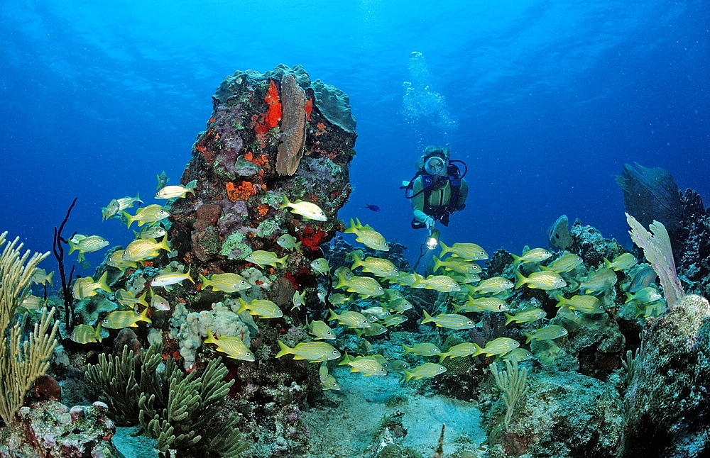 Swarm grunts (Haemulon sciurus) (Haemulon flavonlinatum), and scuba diver, Catalina, Caribbean Sea, Dominican Republic, West Indies, Central America