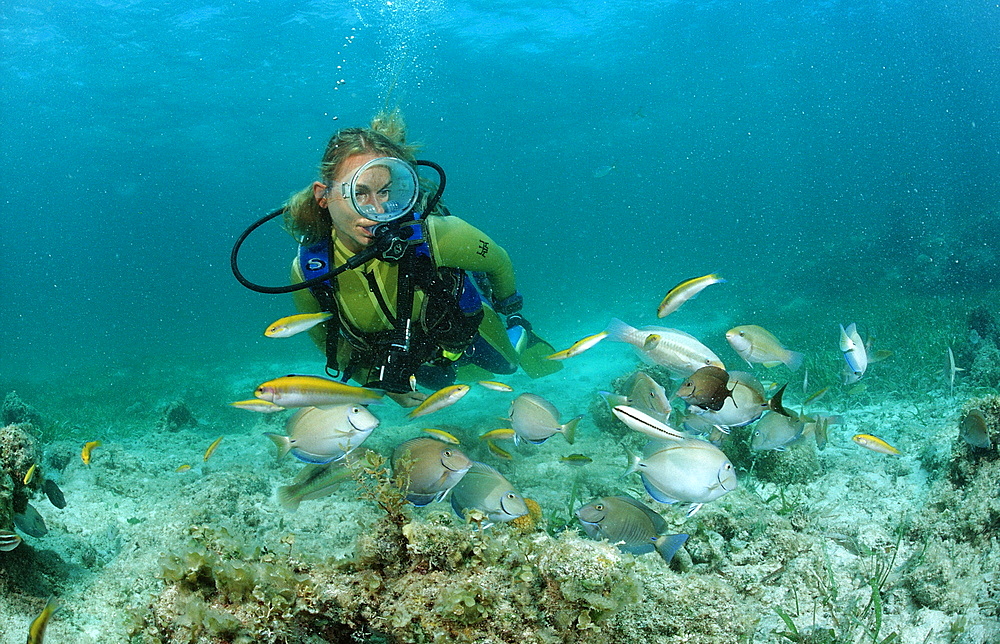 Surgeonfishes (Ancanthurus chirurgus), and scuba diver, Punta Cana, Caribbean Sea, Dominican Republic