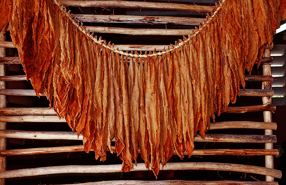 Cigar production, Punta Cana, Dominican Republic, West Indies, Caribbean, Central America