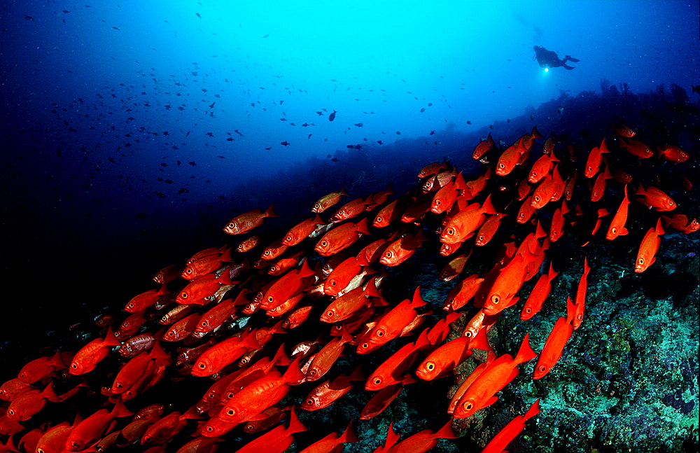 Crescent-tail bigeye, Priacanthus hamrur and scuba diver, Mauritius, Indian ocean