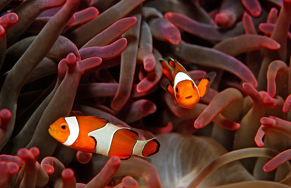 Two clown anemone fishes (Amphiprion ocellaris), Bali, Indian Ocean, Indonesia, Southeast Asia, Asia