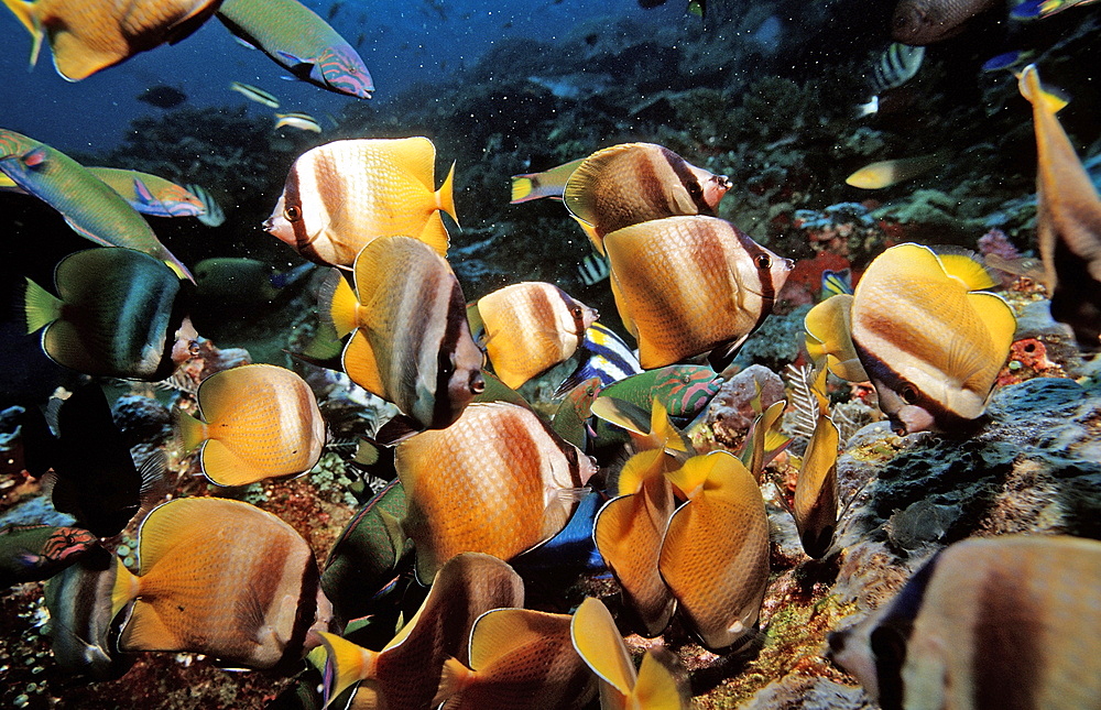 Twotone wrasses (Thalassoma lunare) and Klein's butterfly fish (Chaetodon kleinii) eating eggs, Komodo National Park, Indian Ocean, Indonesia, Southeast Asia, Asia