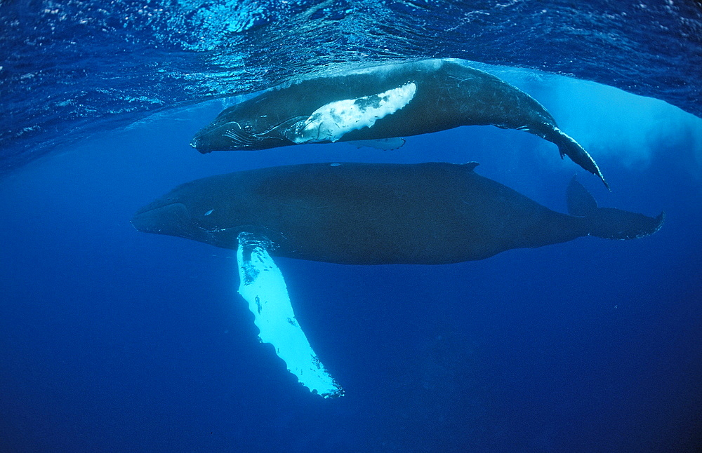 Humpback whale mother and calf (Megaptera novaeangliae), Rurutu, Tahiti, French Polynesia, Pacific Ocean, Pacific
