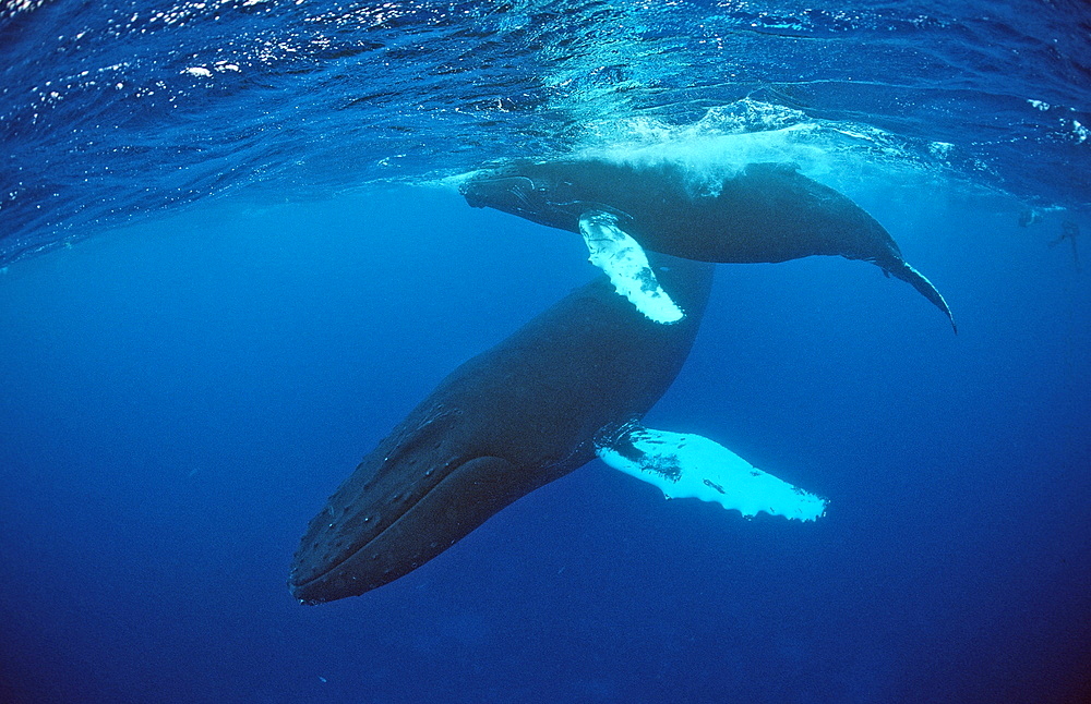 Humpback whale mother and calf (Megaptera novaeangliae), Rurutu, Tahiti, French Polynesia, Pacific Ocean, Pacific