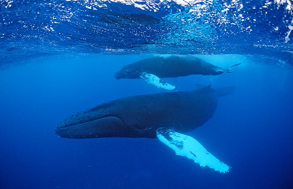 Humpback whale mother and calf (Megaptera novaeangliae), Rurutu, Tahiti, French Polynesia, Pacific Ocean, Pacific