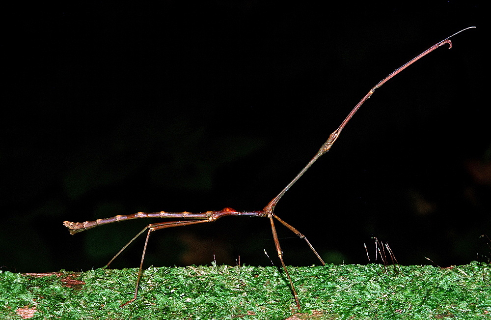 Stick-insect (Phasmatidae, Phasmida), Gunung Mulu National Park, Sarawak, Borneo, Malaysia, Southeast Asia, Asia