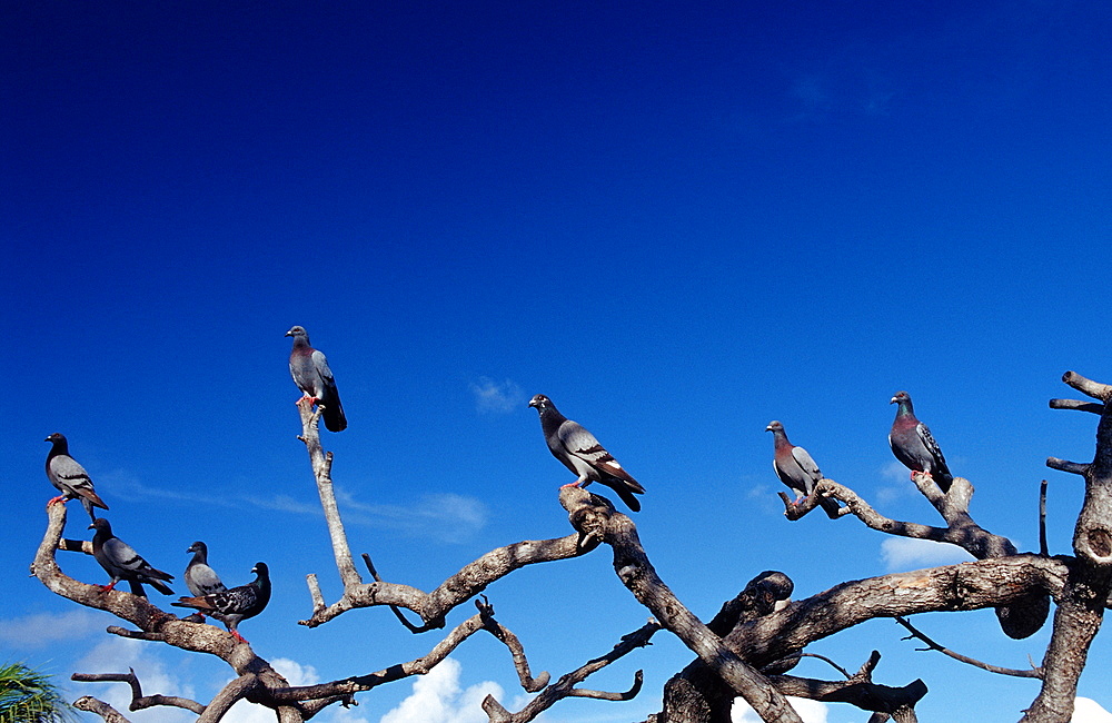 Pidgeons on a tree, Netherlands Antilles, Bonaire, Bonaire