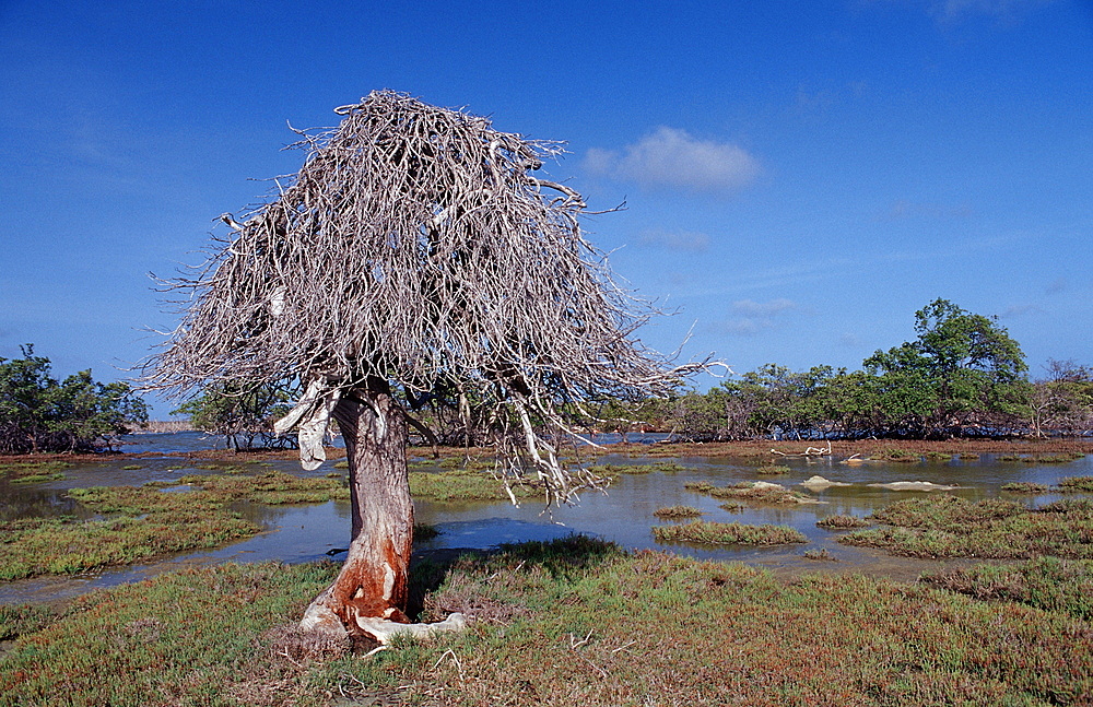 Dead tree and salt lake, Netherlands Antilles, Bonaire, Bonaire