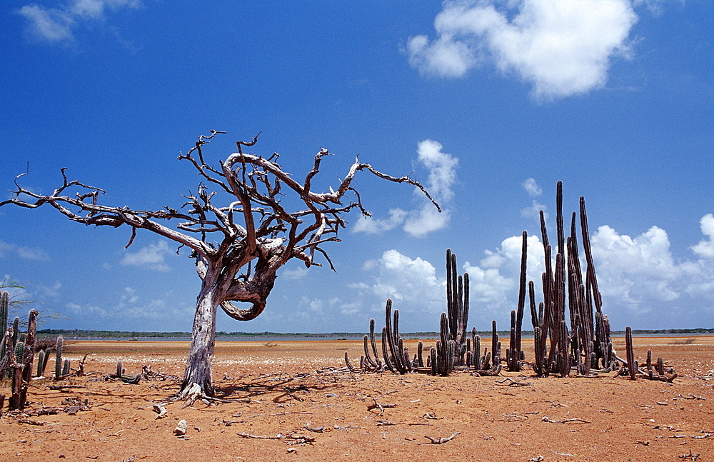 Dead tree and cactuses, Netherlands Antilles, Bonaire, Bonaire