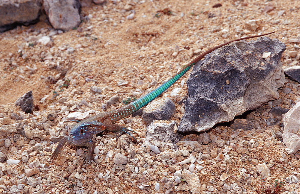 Blue whiptail lizard, Cnemidophorus murinus ruthveni, Netherlands Antilles, Bonaire, Bonaire, Washington Slagbaai National Park, Boka Chikitu