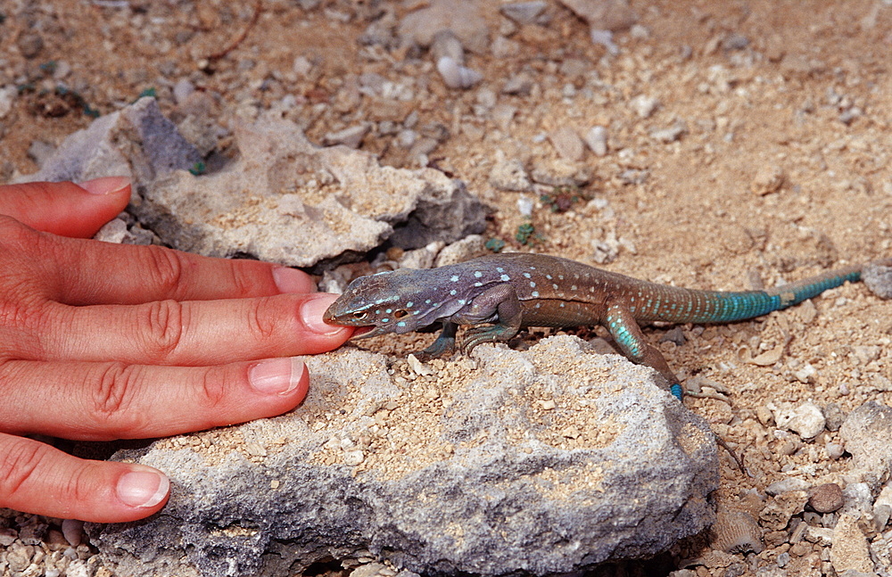 Blue whiptail lizard bites in finger, Cnemidophorus murinus ruthveni, Netherlands Antilles, Bonaire, Bonaire, Washington Slagbaai National Park, Boka Chikitu