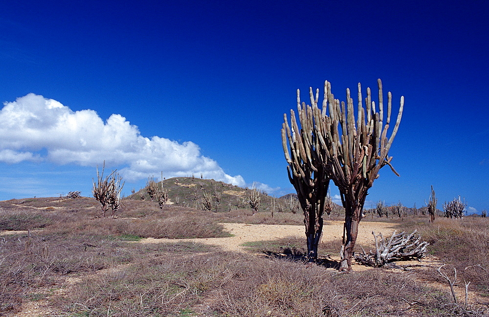 Cactuses, Netherlands Antilles, Bonaire, Bonaire, Washington Slagbaai National Park, Playa Chikitu