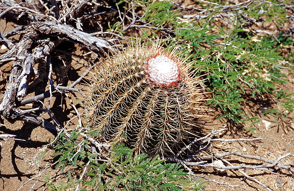 Cactuses, Netherlands Antilles, Bonaire, Bonaire, Washington Slagbaai National Park